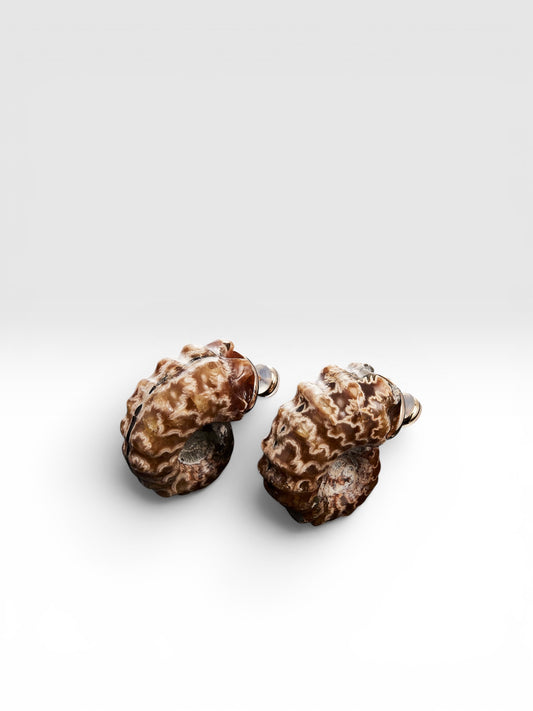 Helix Fossil